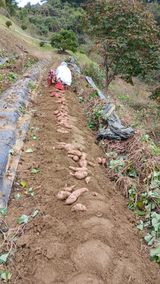 팜모닝 기타작물·영농일지 게시글 이미지