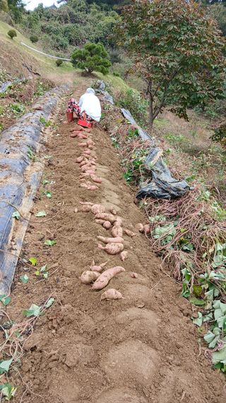 복수초보농사꾼님의 기타작물 · 영농일지 작성글 사진
