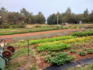 김형수님의 기타작물 · 영농일지 작성글 사진