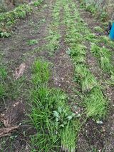 팜모닝 기타작물·영농일지 게시글 이미지