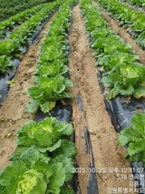 팜모닝 기타작물·영농일지 게시글 이미지