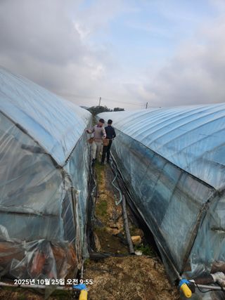 상월딸기 박명근님의 딸기 · 영농일지 작성글 사진