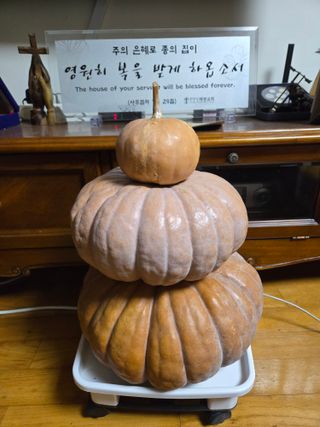 Captain김상곤님의 호박 · 영농일지 작성글 사진