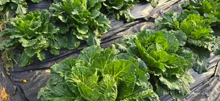 산골아찌님의 배추 · 영농일지 작성글 사진