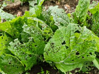 매실향기차향기님의 기타작물 · 영농일지 작성글 사진