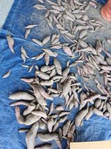 팜모닝 기타작물·영농일지 게시글 이미지