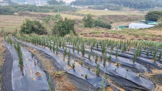 정승조님의 기타작물 · 영농일지 작성글 사진