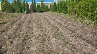 김동명님의 고구마 · 영농일지 작성글 사진