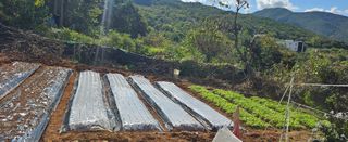 김윤오님의 양파 · 영농일지 작성글 사진