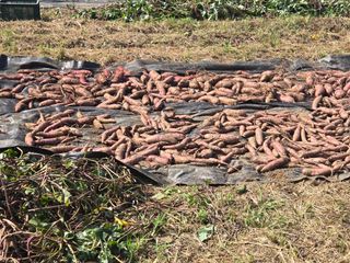 강화화도님의 기타작물 · 영농일지 작성글 사진