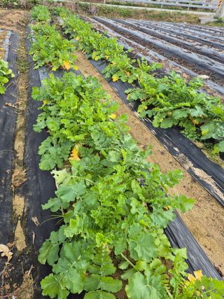 참깨10143님의 기타작물 · 영농일지 작성글 사진