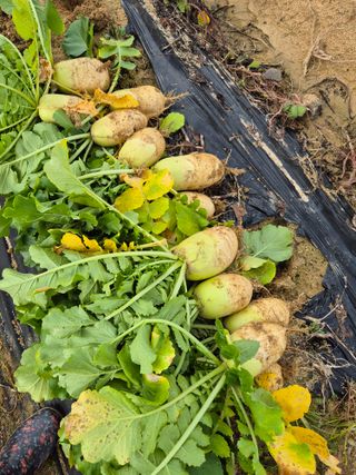 참깨10143님의 기타작물 · 영농일지 작성글 사진