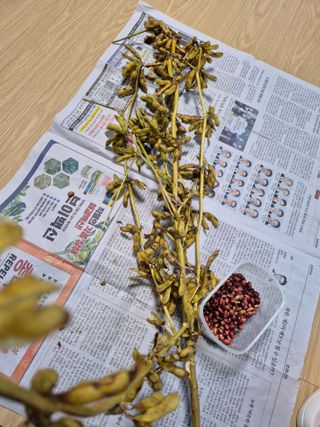 참깨10143님의 기타작물 · 영농일지 작성글 사진