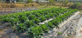 산골아찌님의 배추 · 영농일지 작성글 사진