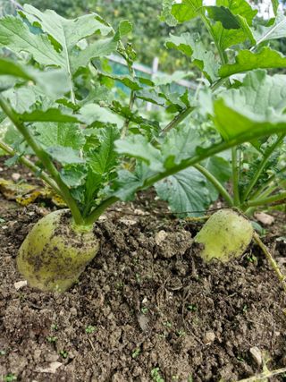 매실향기차향기님의 기타작물 · 영농일지 작성글 사진