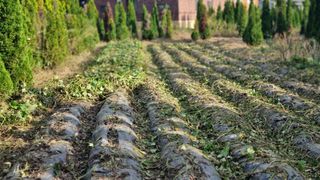 김동명님의 고구마 · 영농일지 작성글 사진