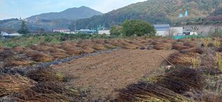 남궁봉님의 들깨 · 영농일지 작성글 사진