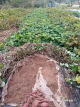 팜모닝 고구마·영농일지 게시글 이미지