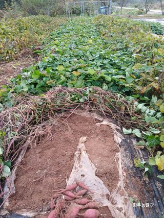 화우농원님의 고구마 · 영농일지 작성글 사진