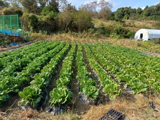김진현님의 고구마 · 영농일지 작성글 사진