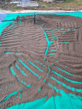 김연숙님의 기타작물 · 영농일지 작성글 사진