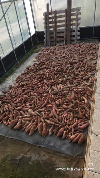 토마토11823님의 기타작물 · 영농일지 작성글 사진