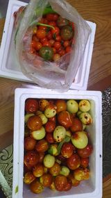 팜모닝 토마토·영농일지 게시글 이미지