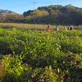 팜모닝 기타작물·영농일지 게시글 이미지