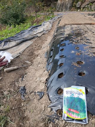 한골머스마님의 마늘 · 영농일지 작성글 사진