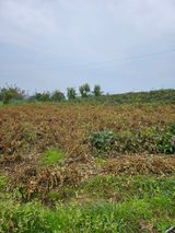 팜모닝 기타작물·영농일지 게시글 이미지