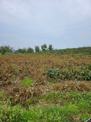 인간문화재님의 기타작물 · 영농일지 작성글 사진