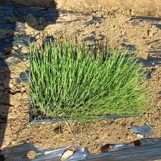 김건우님의 양파 · 영농일지 작성글 사진