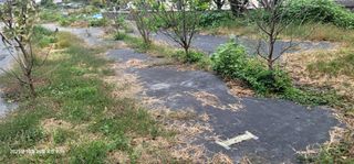 박종화님의 기타작물 · 영농일지 작성글 사진