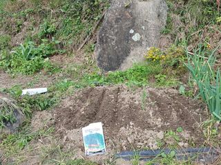 한골머스마님의 마늘 · 영농일지 작성글 사진