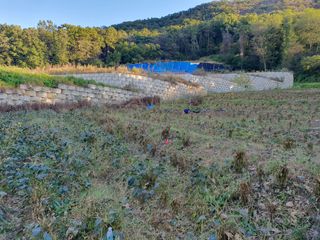 솔청님의 들깨 · 영농일지 작성글 사진