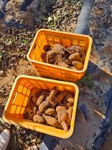 팜모닝 기타작물·영농일지 게시글 이미지