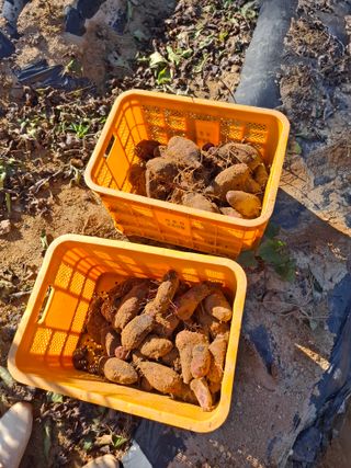 들깨 자색마 고추님의 기타작물 · 영농일지 작성글 사진