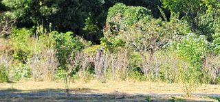 박종화님의 기타작물 · 영농일지 작성글 사진