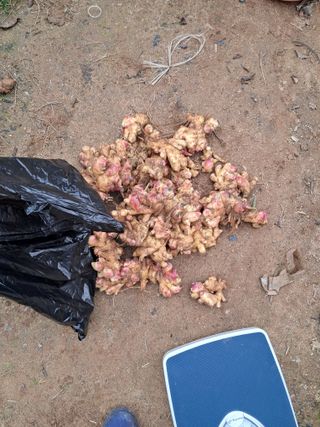 노재영님의 고추 · 영농일지 작성글 사진