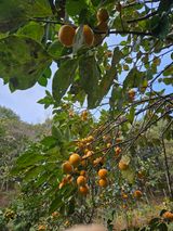 팜모닝 기타작물·영농일지 게시글 이미지