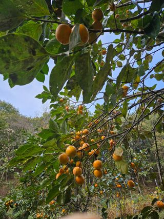 감7768님의 기타작물 · 영농일지 작성글 사진