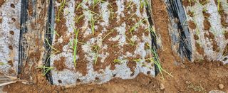 김윤오님의 양파 · 영농일지 작성글 사진