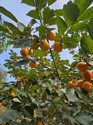 감7768님의 기타작물 · 영농일지 작성글 사진