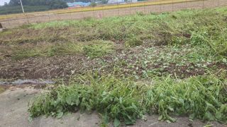 윤정님의 들깨 · 영농일지 작성글 사진