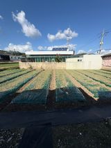 팜모닝 마늘·영농일지 게시글 이미지