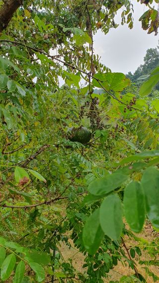 서동욱님의 토마토 · 영농일지 작성글 사진