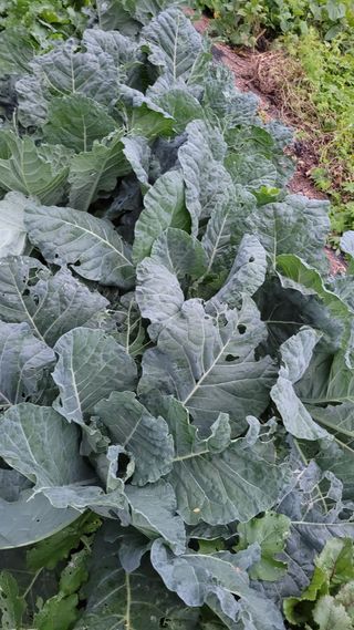 최병서님의 기타작물 · 영농일지 작성글 사진