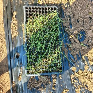 김건우님의 양파 · 영농일지 작성글 사진