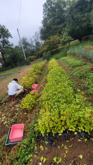 서초농원님의 기타작물 · 영농일지 작성글 사진