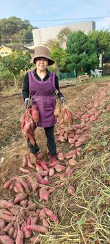 팜모닝 고구마·영농일지 게시글 이미지